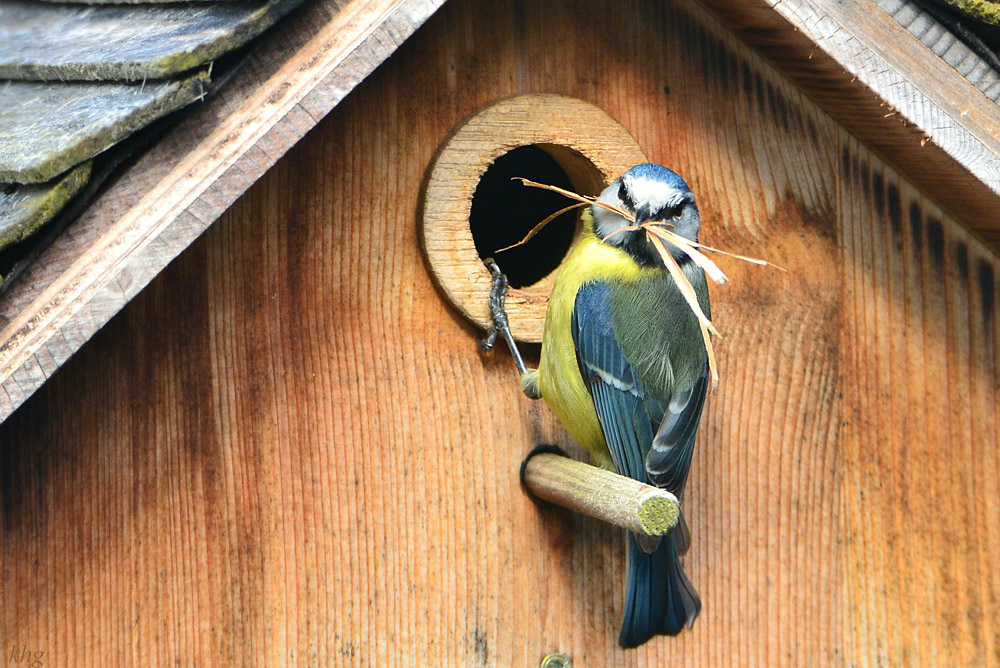 DSC 4549 Nestbau