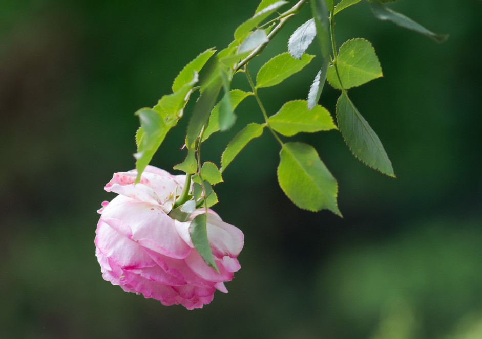 DSC 4550 001 x