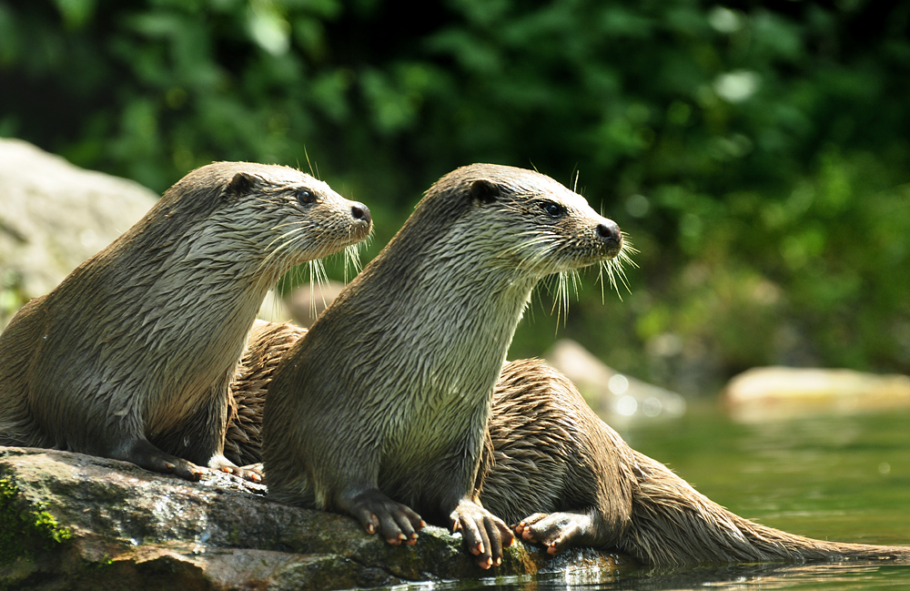 DSC 4551 2Otter1000
