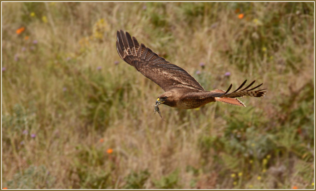 DSC 4561 Red Tailed Hawk 1000