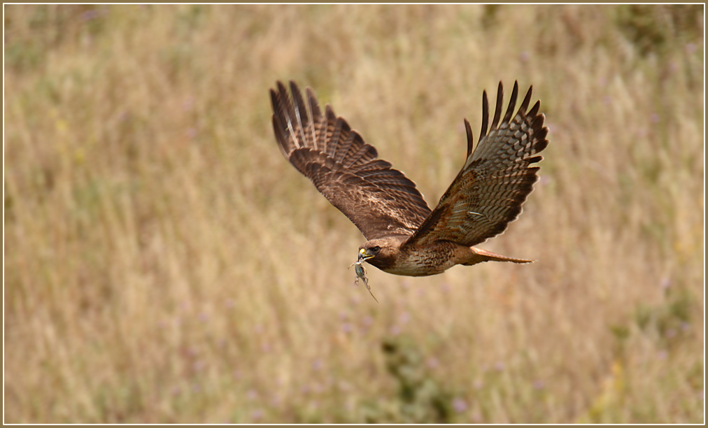 DSC 4562 Red Tailed Hawk 1000