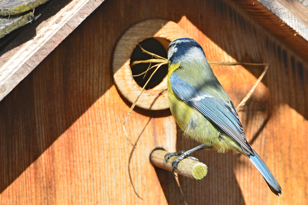 DSC 4564 Nestbau