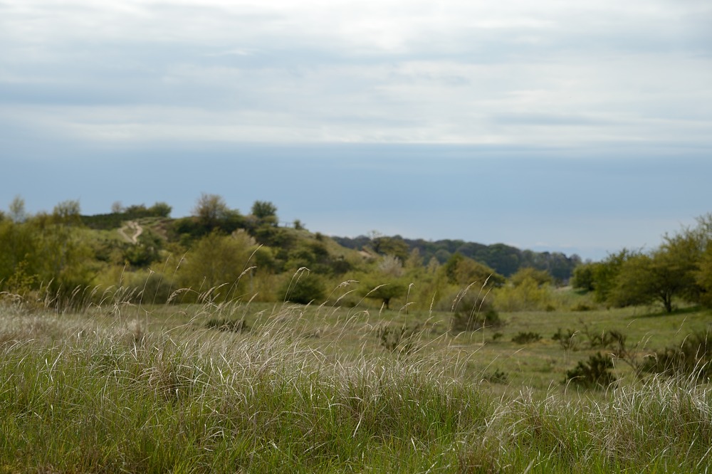 DSC 4567a