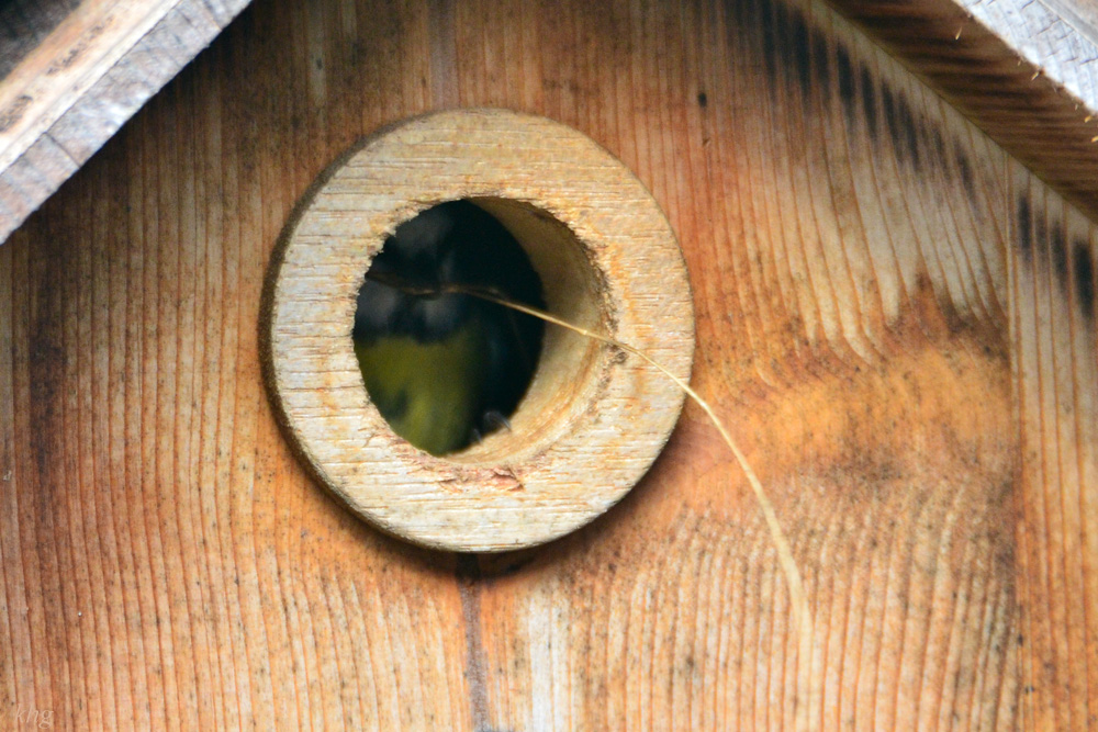 DSC 4568 Nest