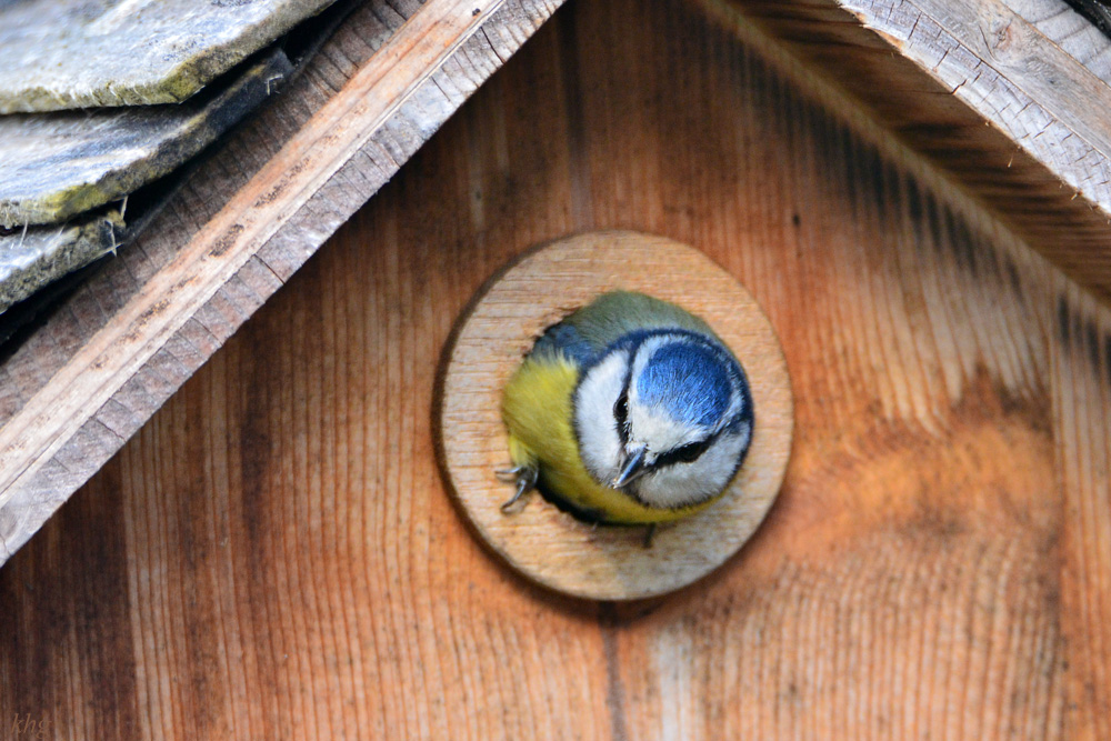 DSC 4572 Nest