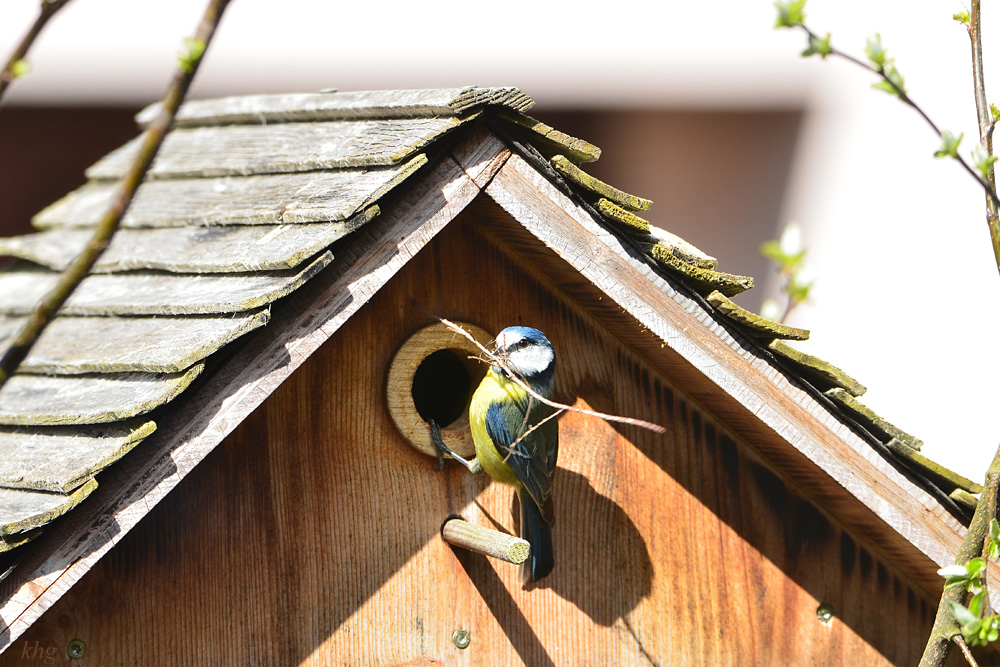 DSC 4582 Nest