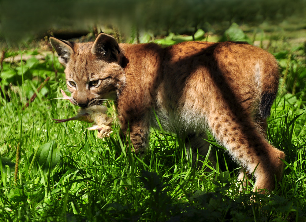 DSC 4588 Lux juv 1000