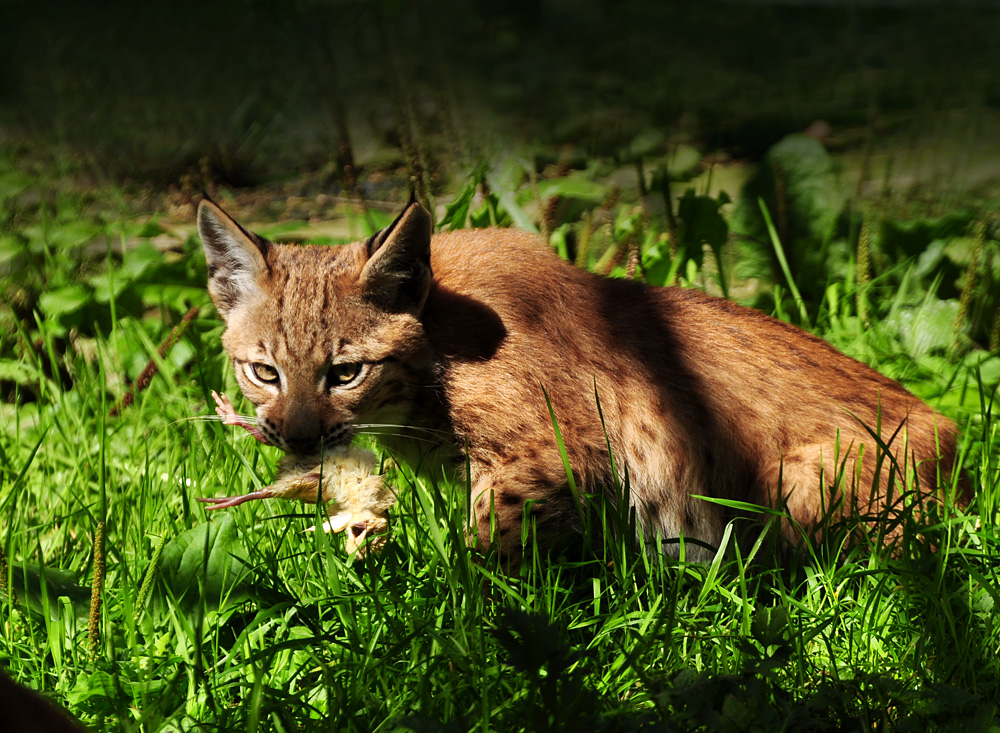 DSC 4589 Lux Juv1000