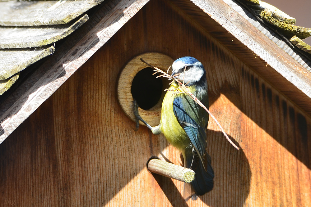 DSC 4591 Nest