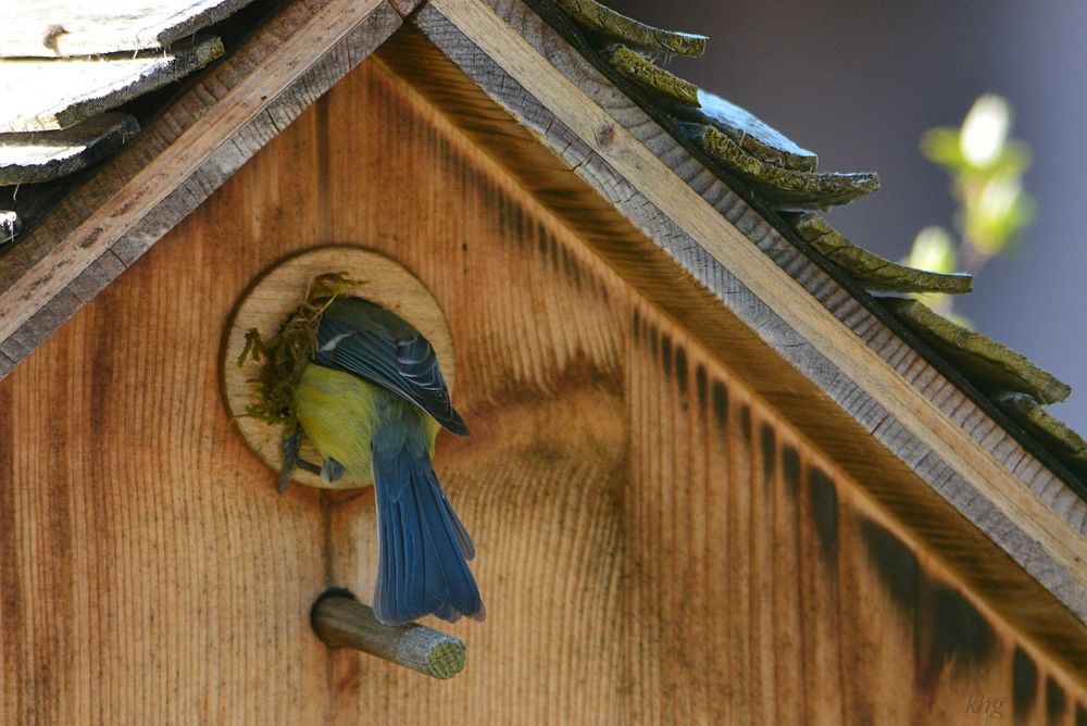 DSC 4592 Nest