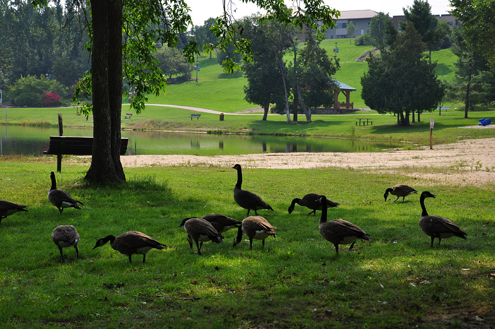 DSC 4604 Gänse