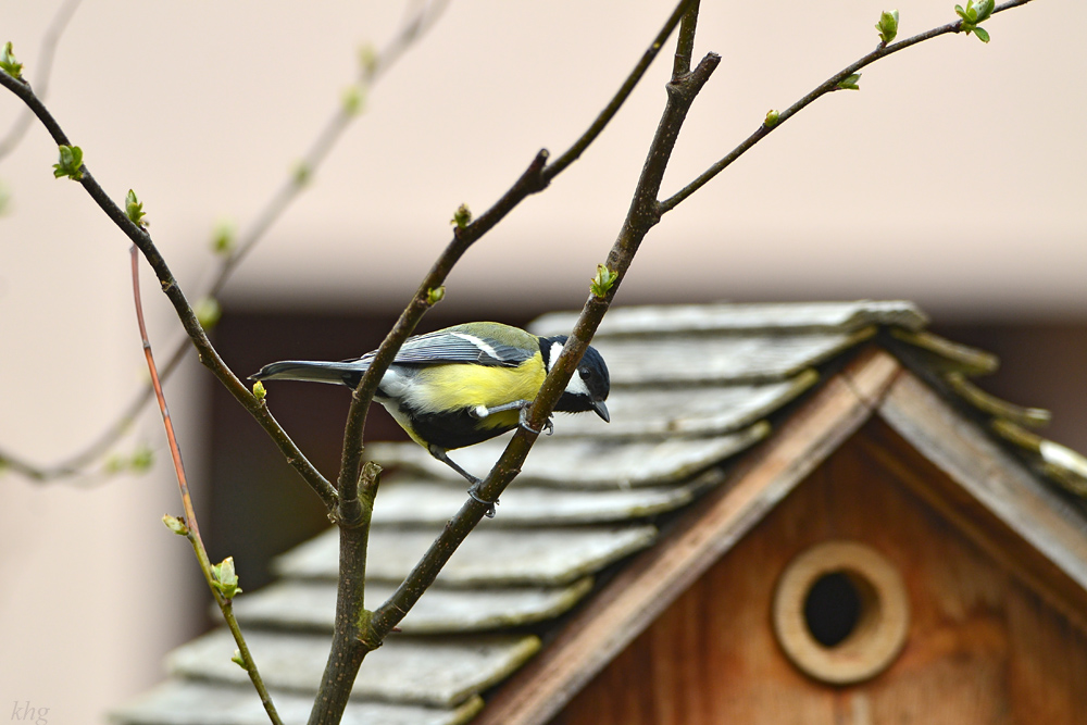 DSC 4608 Nest