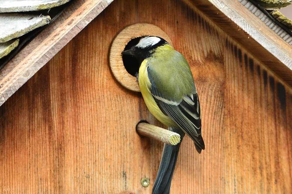DSC 4624 Nest