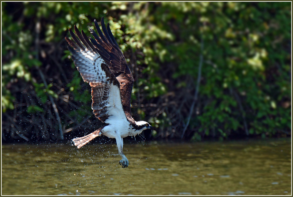 DSC 4677 Osprey 1000