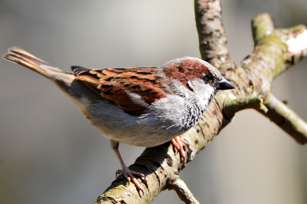 DSC 4693 Spatz