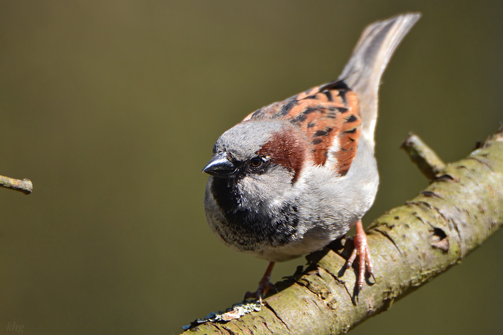 DSC 4696 Spatz