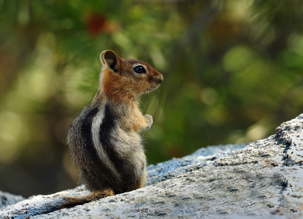 DSC 4701 Streifenhörnchen 1000