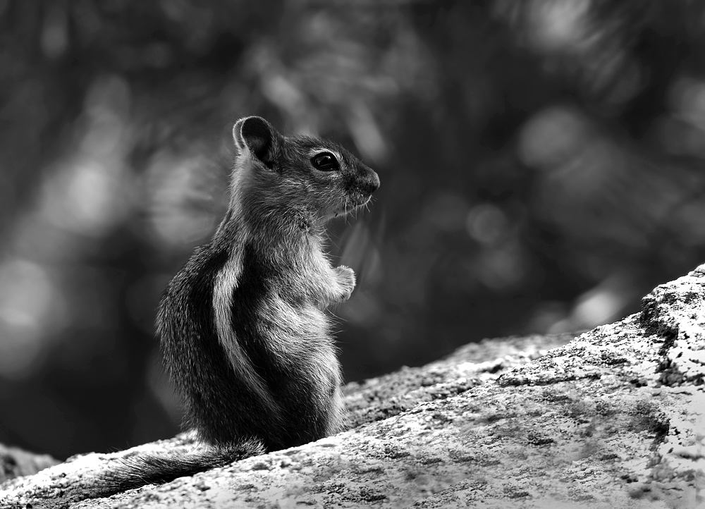 DSC 4701 Streifenhörnchen sw 1000