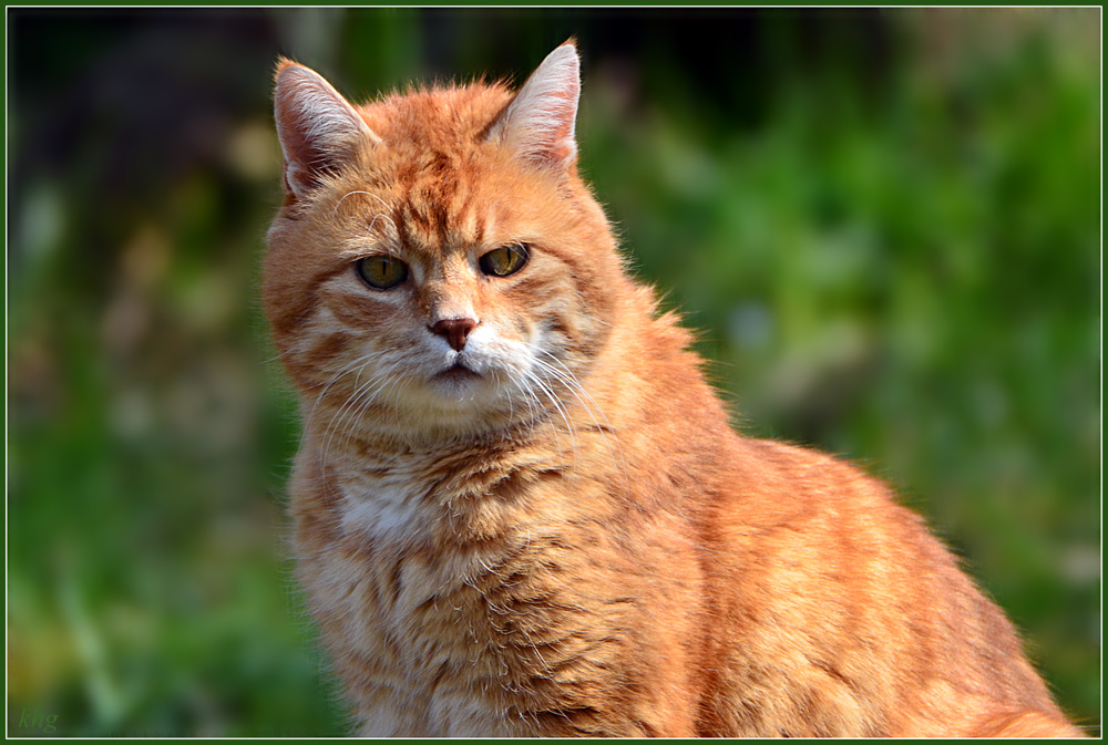 DSC 4717 Katze