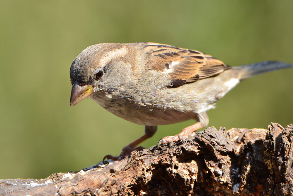 DSC 4731 Spatz