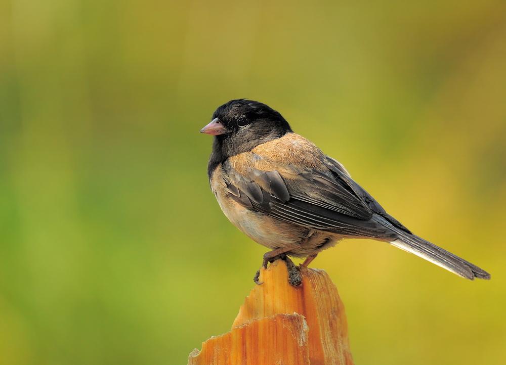 DSC 4733 Dark eyed Junco 1000
