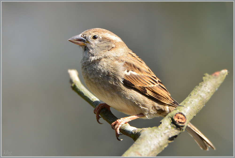DSC 4735a Spatz