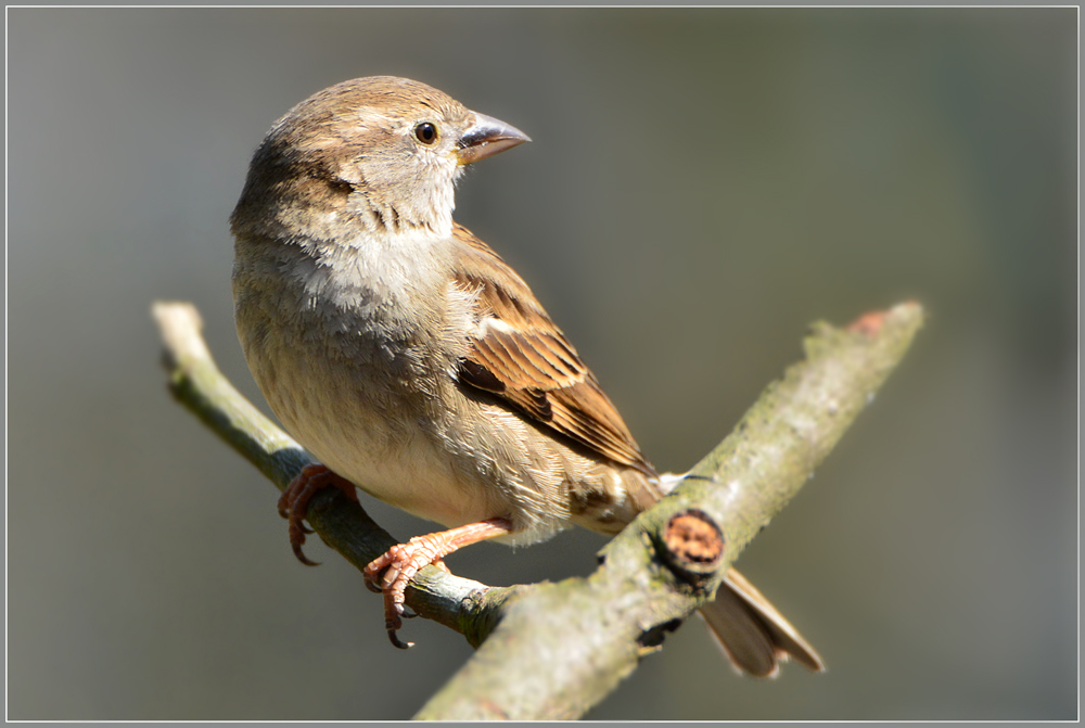 DSC 4739 Spatz