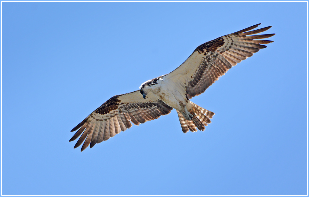 DSC 4743 Osprey 1000