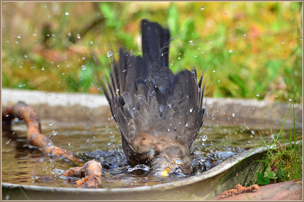 DSC 4788 Amsel