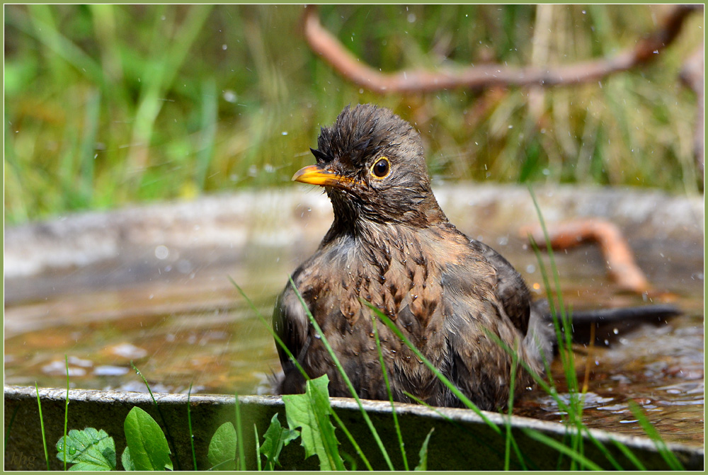 DSC 4798 Amsel