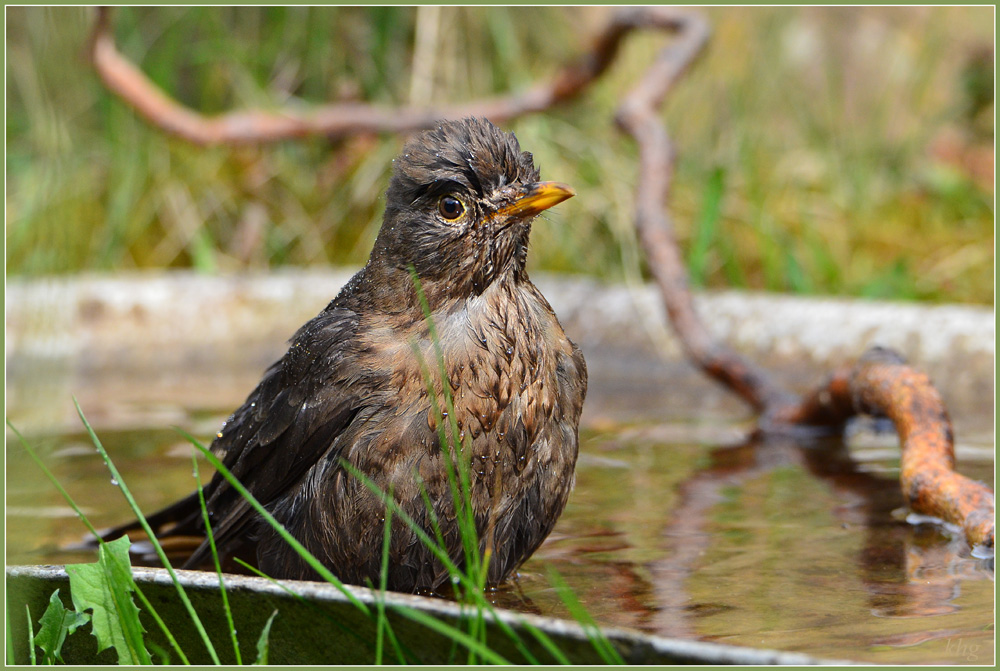 DSC 4800 Amsel