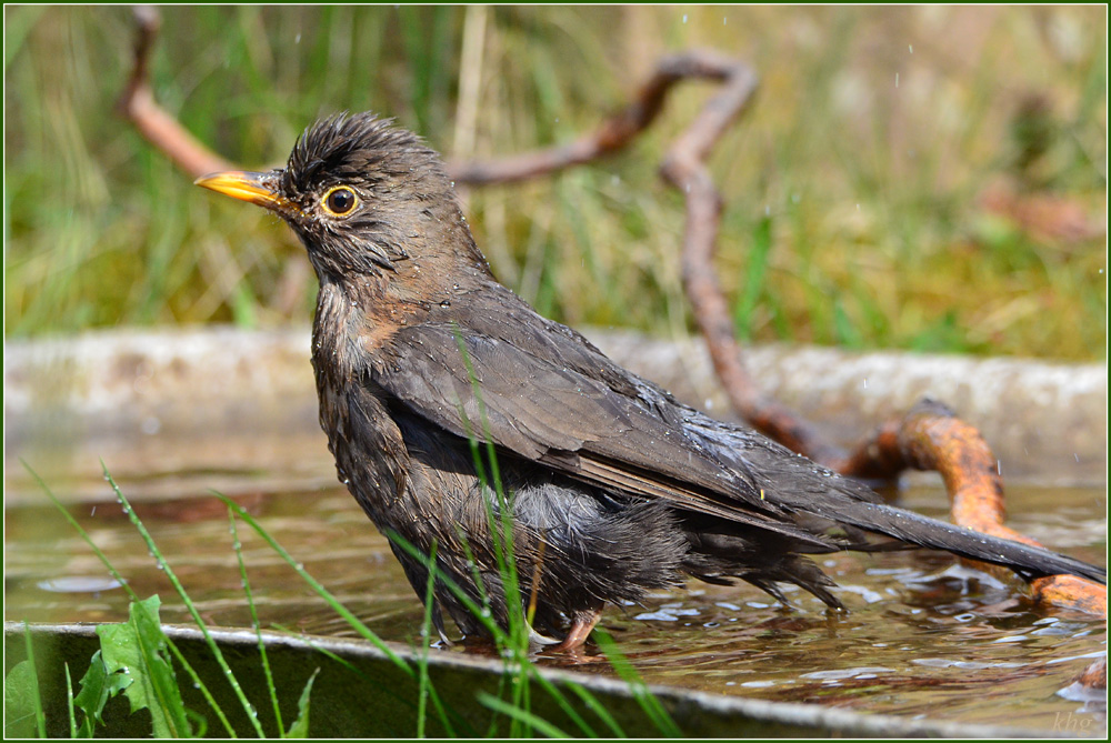 DSC 4802 Amsel