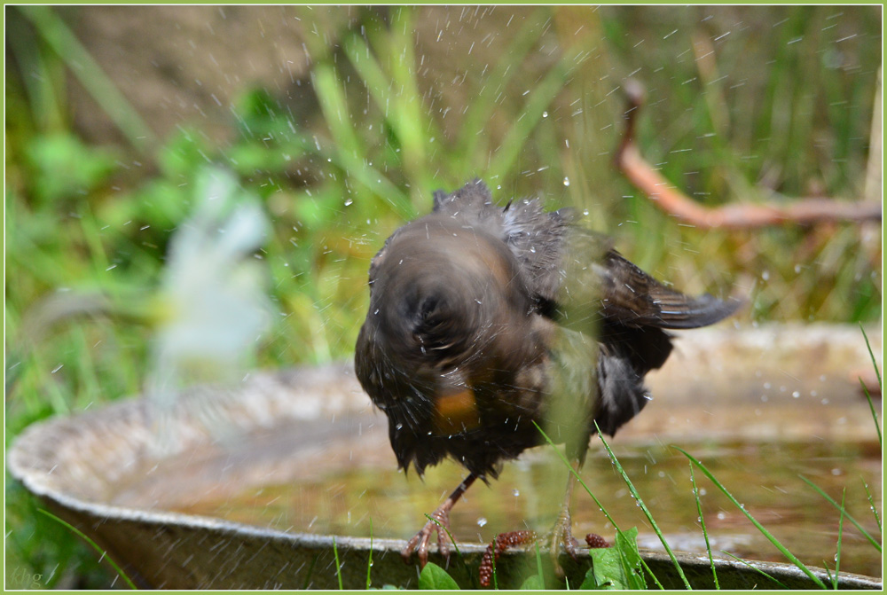 DSC 4804 Amsel
