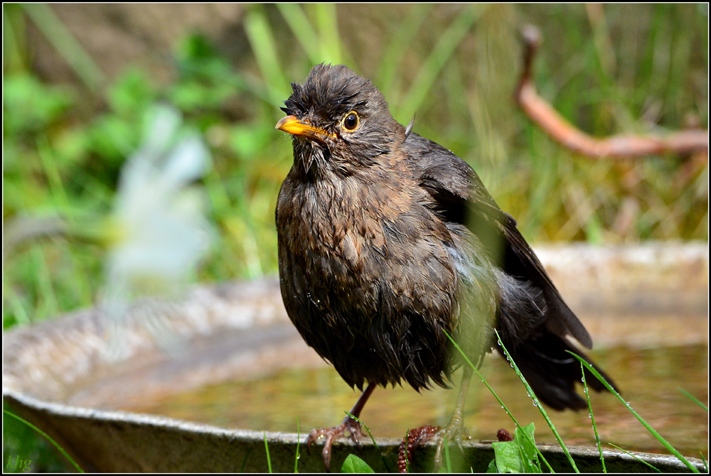 DSC 4805 Amsel
