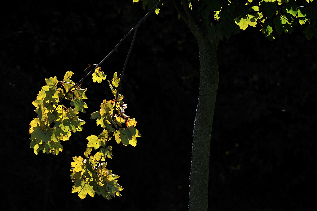 DSC 4807
D700, Nikkor 70-300mm f/4.5-5.6G IF-ED AF-S VR