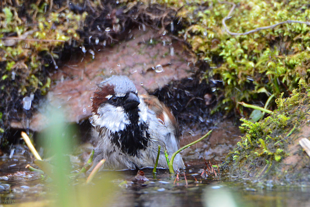 DSC 4817 Spatz