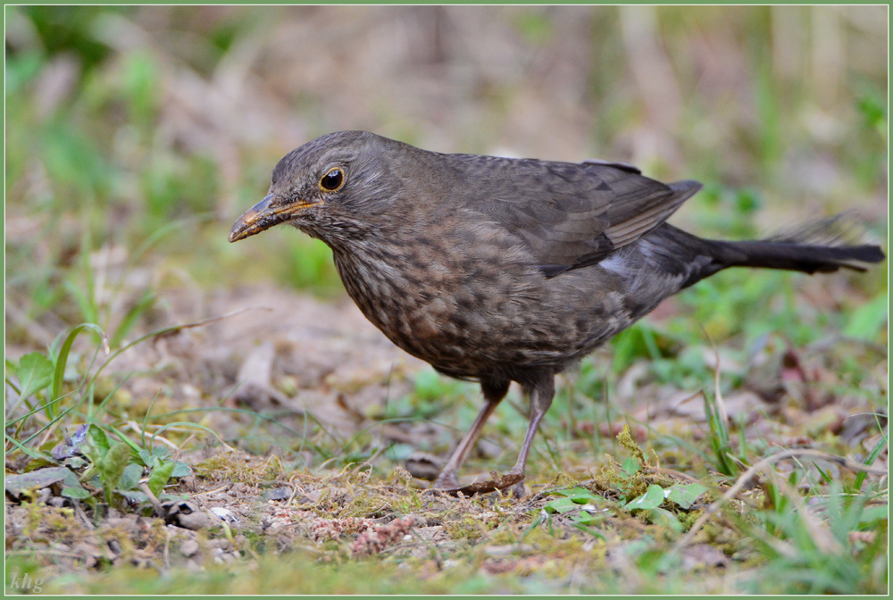 DSC 4832 Amsel