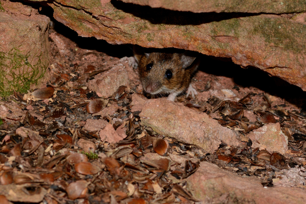 DSC 4836