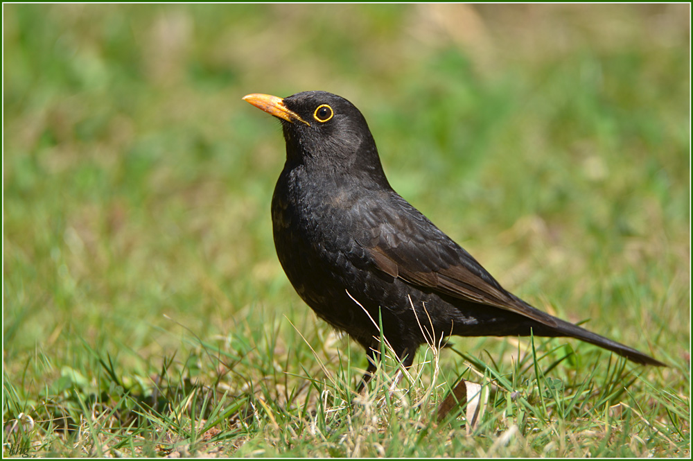 DSC 4876 Amsel