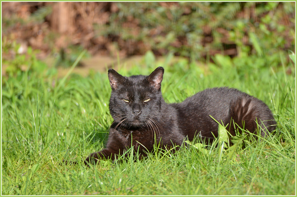 DSC 4880 Kater