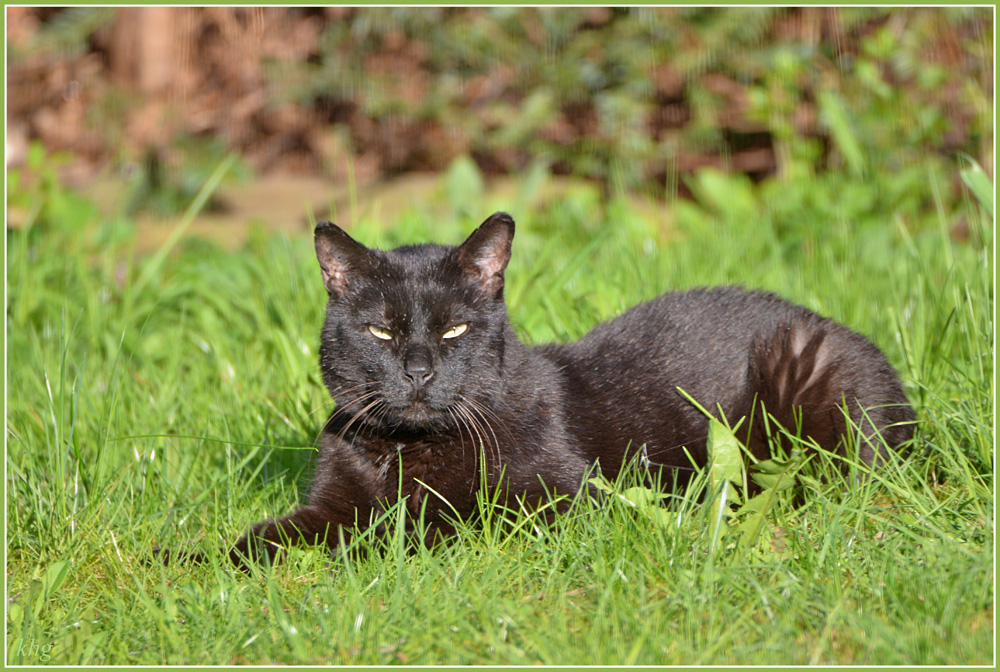 DSC 4881 Kater