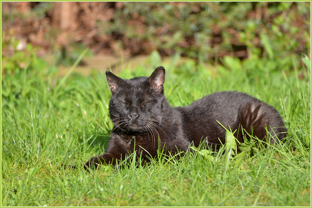 DSC 4882 Kater