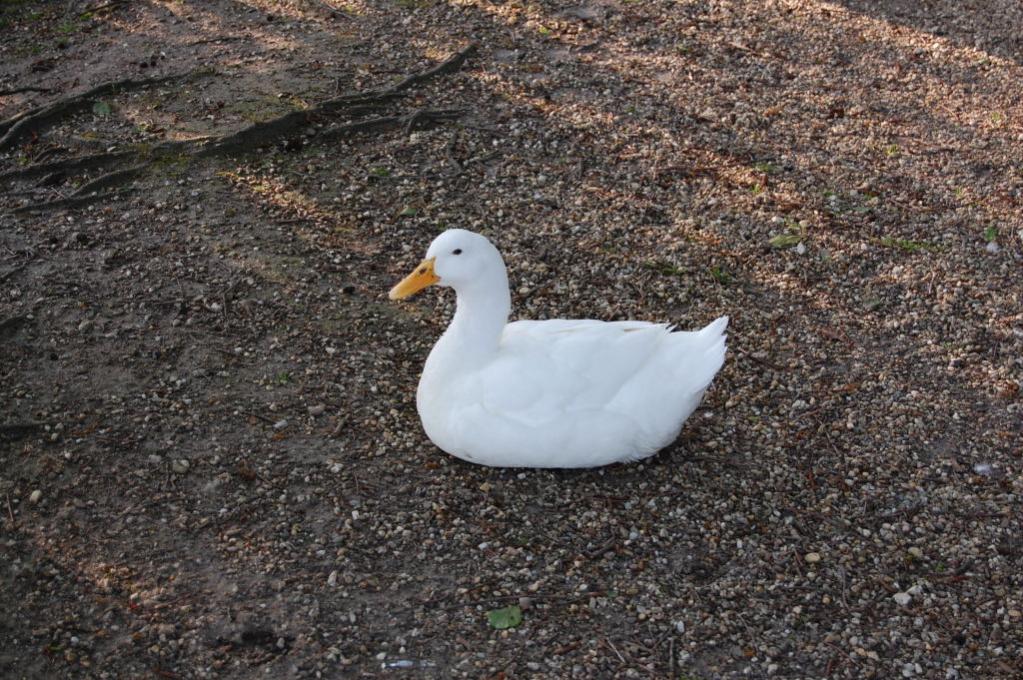 DSC 49240001