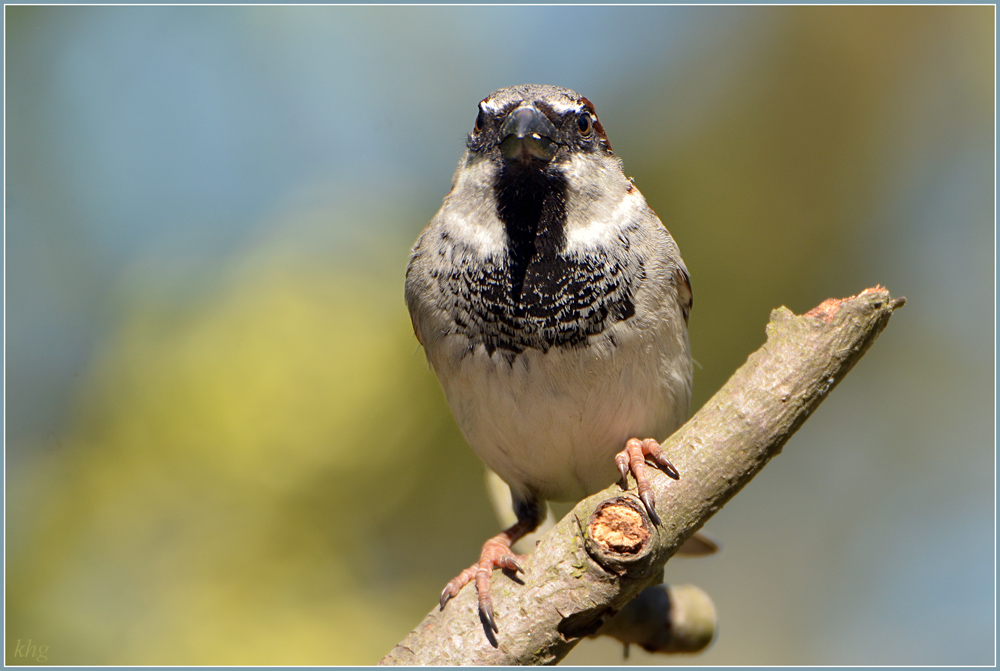 DSC 4956 Spatz