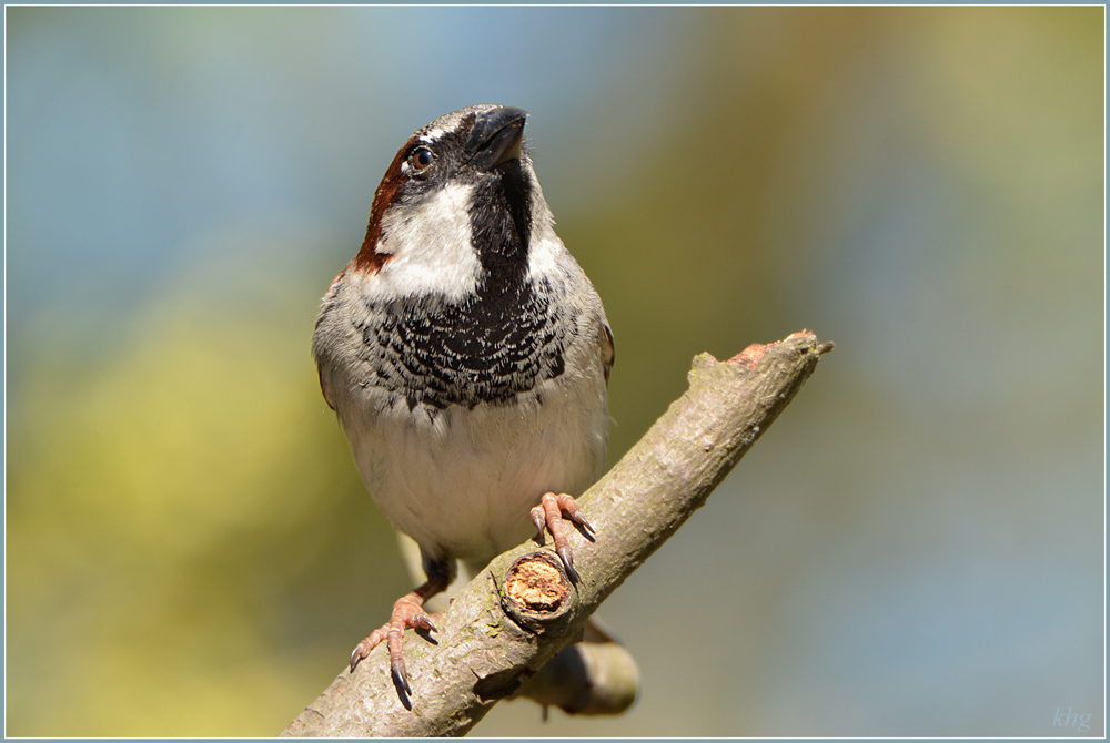 DSC 4958 Spatz