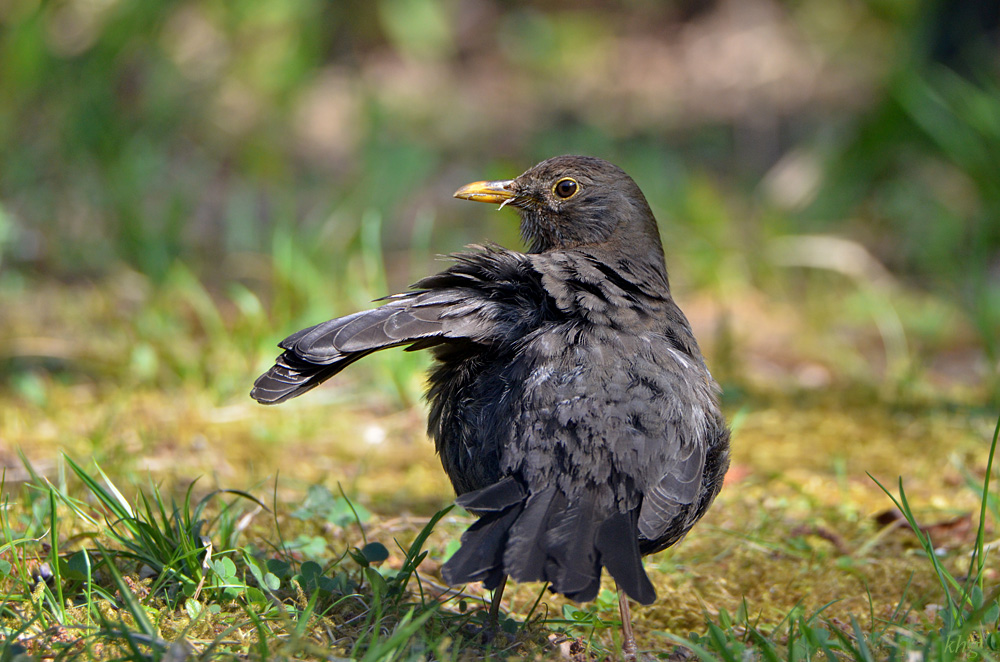 DSC 4961 Amsel