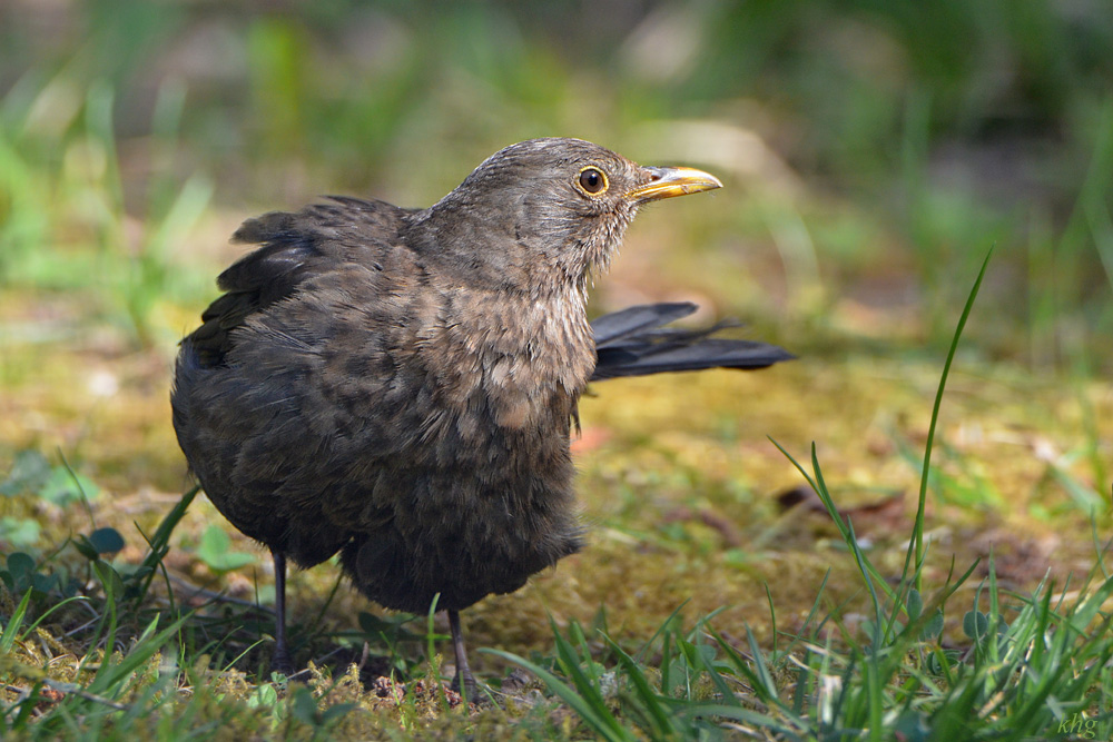 DSC 4963 Amsel
