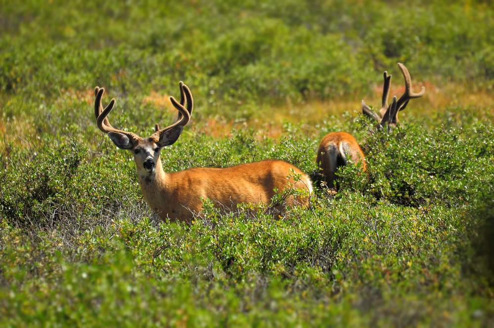 DSC 4973 Mule Deers 1000