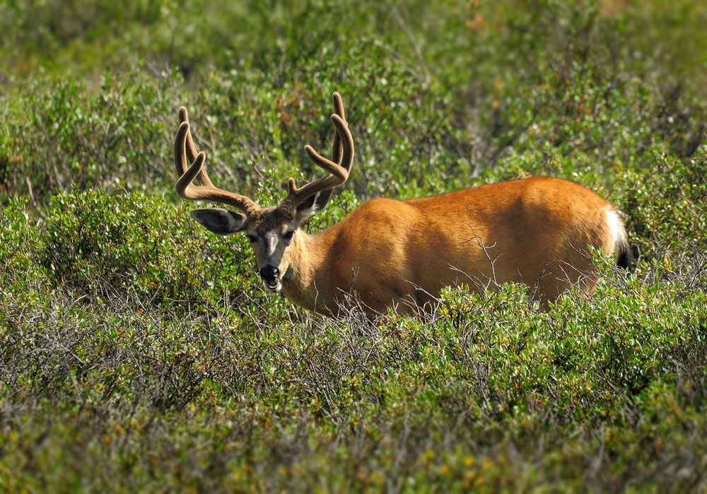 DSC 4985 Mule Deer 1000