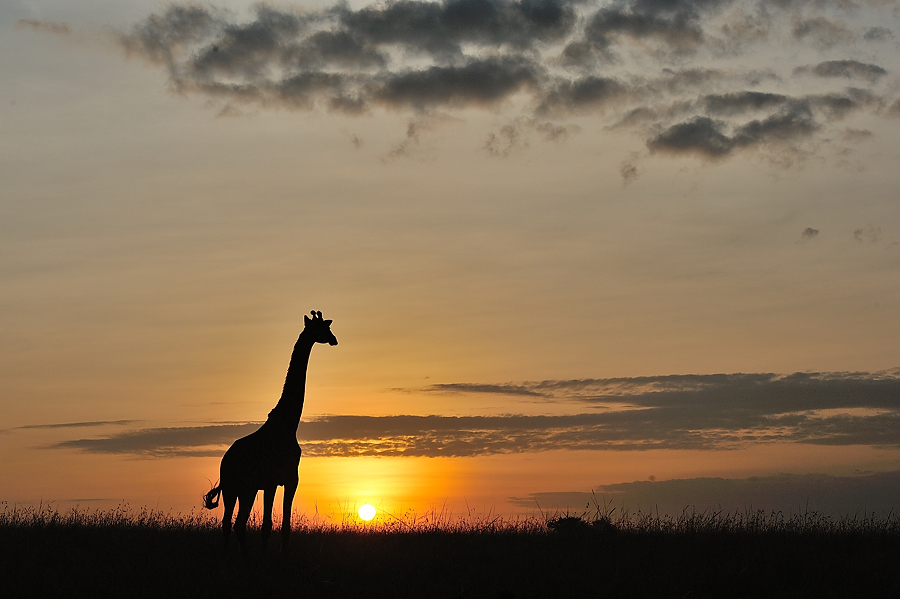 DSC 4985